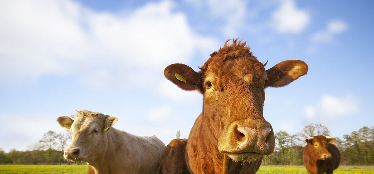 Des vaches broutant dans un champ à la ferme. Les fosses à lisier sont une source importante d’émissions de gaz à effet de serre.