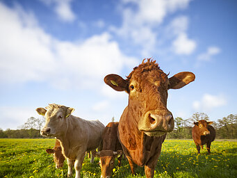 Des vaches broutant dans un champ à la ferme. Les fosses à lisier sont une source importante d’émissions de gaz à effet de serre.