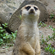 Foto des Erdmännchens Koko, gesponsert von KNF, das im Hongshan Forest Zoo aufrecht steht und in die Kamera schaut.